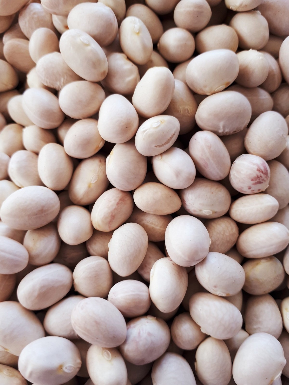 ÇAYELİ FASÜLYESİ İSPİR FASÜLYE 5 KG