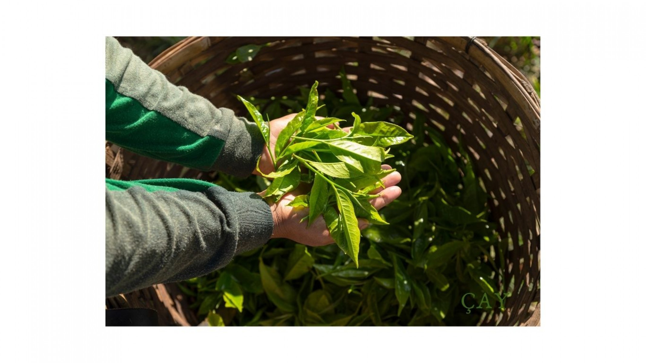 EL YAPIMI YERLİ SİYAH ÇAY 100 GR EL YAPIMI YERLİ SİYAH ÇAY 100 GR